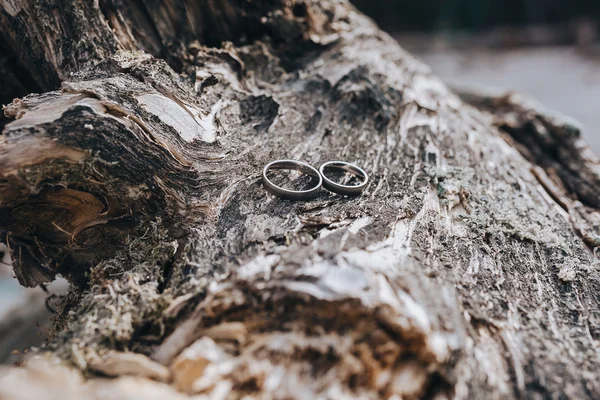 Cincin pernikahan di pohon — Stok Foto