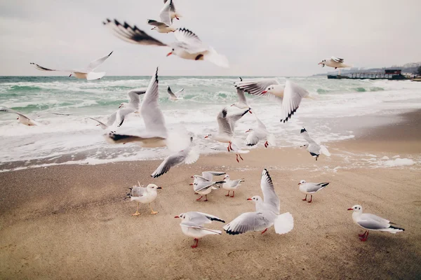 Bandada de gaviotas en la playa — Foto de Stock