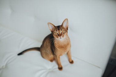 Sakinlik abyssinian kedi