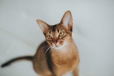 Sakinlik abyssinian kedi