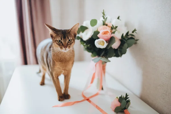 Kucing merah yang cantik — Stok Foto