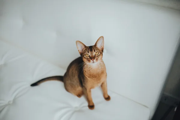 Gato abissínio calmo — Fotografia de Stock