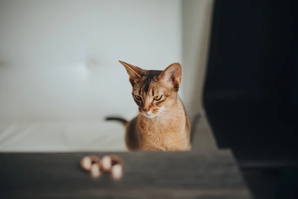 Kucing dengan cincin kawin mewah — Stok Foto