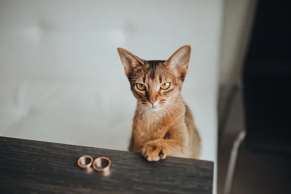 Kucing dengan cincin kawin mewah — Stok Foto