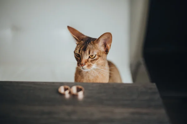 Kucing dengan cincin kawin mewah — Stok Foto