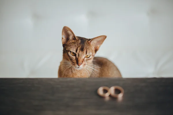 Kucing dengan cincin kawin mewah — Stok Foto