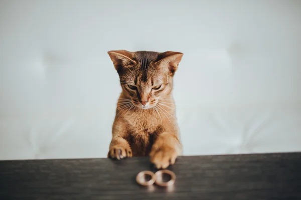 Kucing dengan cincin kawin mewah — Stok Foto