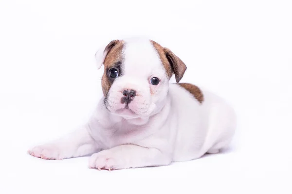 Francese Bulldog Cucciolo Uno Sfondo Bianco — Foto Stock