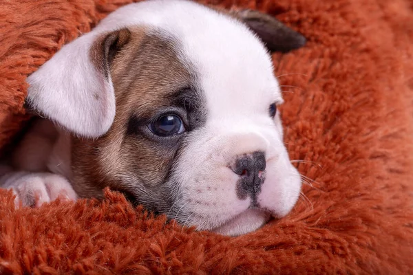 Piccolo Cucciolo Bulldog Francese — Foto Stock