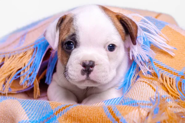 Francese Bulldog Cucciolo Uno Sfondo Bianco — Foto Stock