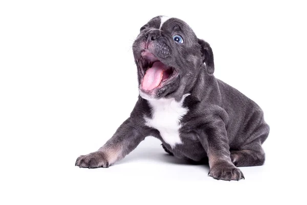 Bulldog Cachorro Con Mandíbulas Abiertas Sobre Fondo Blanco —  Fotos de Stock