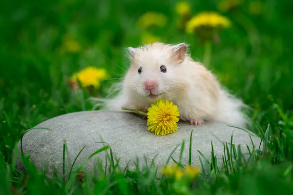 Niedlicher Hamster Syrischer Hamster Auf Einem Felsen — Stockfoto