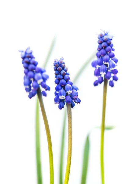 1,521,320 Blue flower Stock Photos, Images | Download Blue flower ...