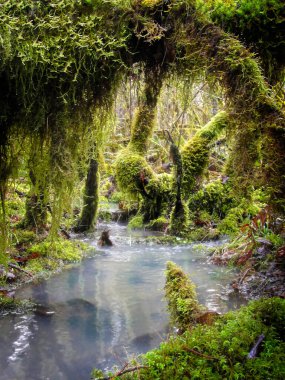 Oregon Ormanı 'ndaki dere