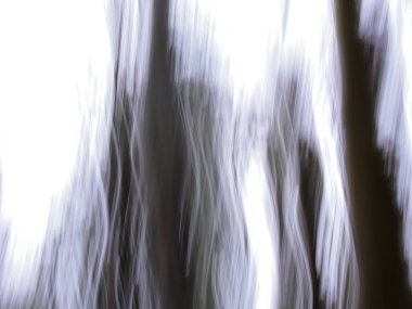 Orman ve gökyüzü soyut bulanıklaşıyor 