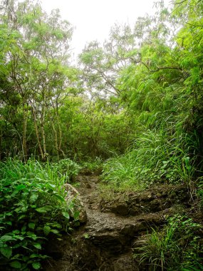 Wailua Kauai 'de Uyuyan Dev Yolu