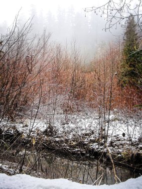 Hills Creek boyunca dondurucu kış günü, Batı Cascade, Oregon
