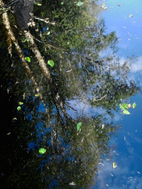 Smith Nehri 'nde yansıma, Siuslaw Ulusal Ormanı, Oregon kıyı şeridi
