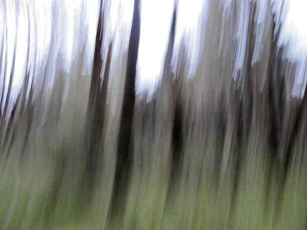 森林和天空模糊了抽象 — 图库照片