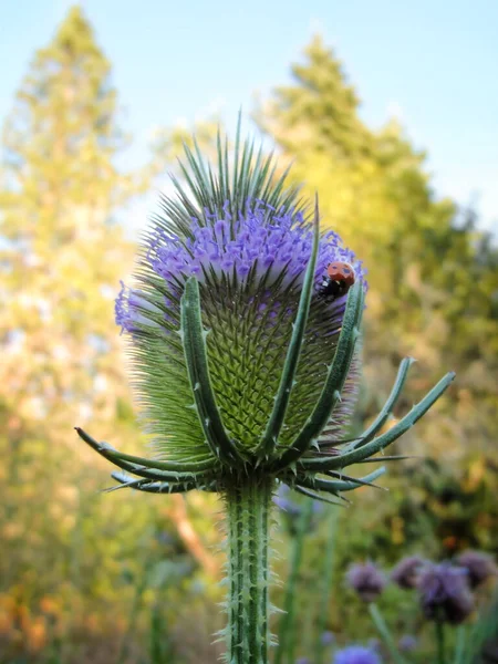 Nyckelpiga Violett Tistel Makro — Stockfoto