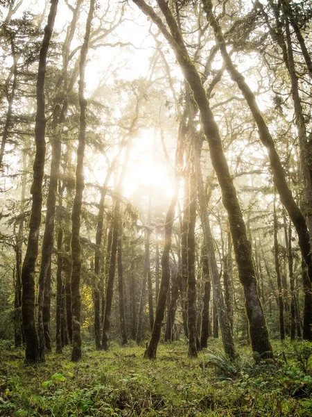 Ранкове Осіннє Сонце Світить Лісі Орегону — стокове фото