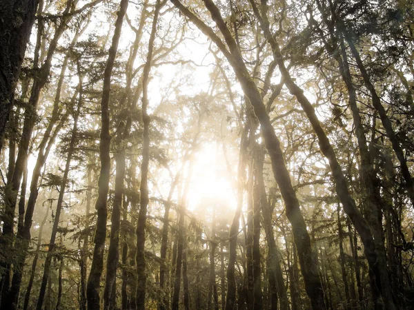 Ранкове Осіннє Сонце Світить Лісі Орегону — стокове фото