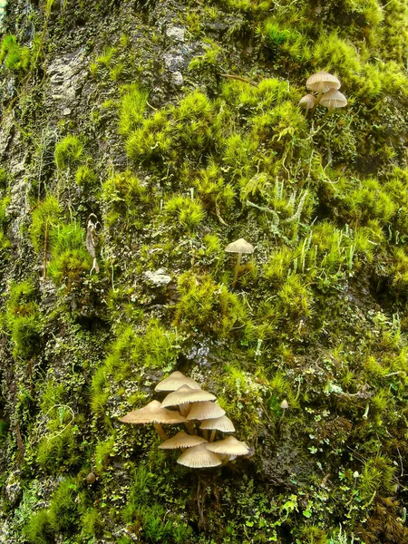 Champiñones Musgoso Árbol Viejo — Foto de Stock