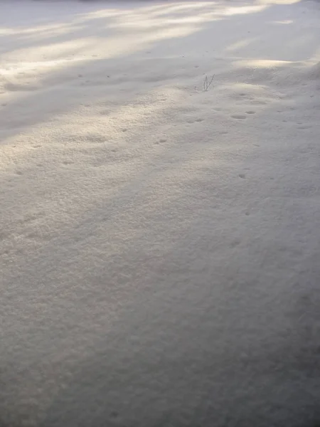 Minimal Snowy Winter Forest Floor Sunbeams — Stock Photo, Image