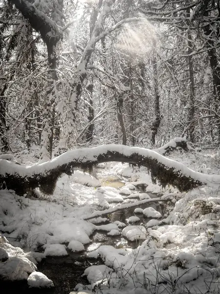 Naturlig Bro Snöig Eftermiddag Oregon Skog — Stockfoto