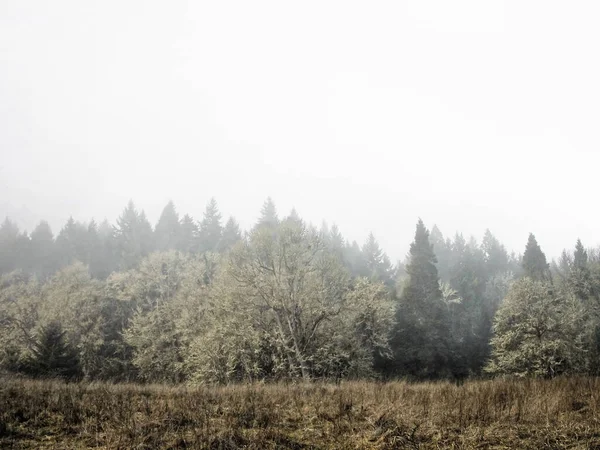 Яскравий Світанок Лісі Орегону — стокове фото