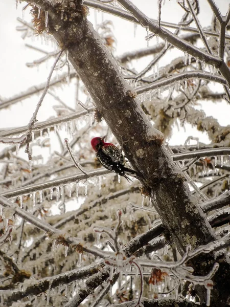 Pica Pau Cabeça Vermelha Árvore Bordo Congelada — Fotografia de Stock