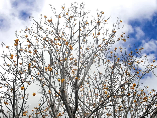 Costa Leste Kauai Inverno Árvore Floração — Fotografia de Stock