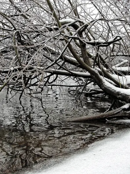 Ледяное Дерево Над Рекой Уилламетт После Морозного Дождя Снежной Бури — стоковое фото