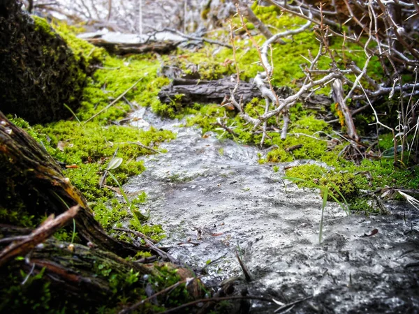 Macro Van Ijs Mos Lava Bedden National Monument Grotten Van — Stockfoto