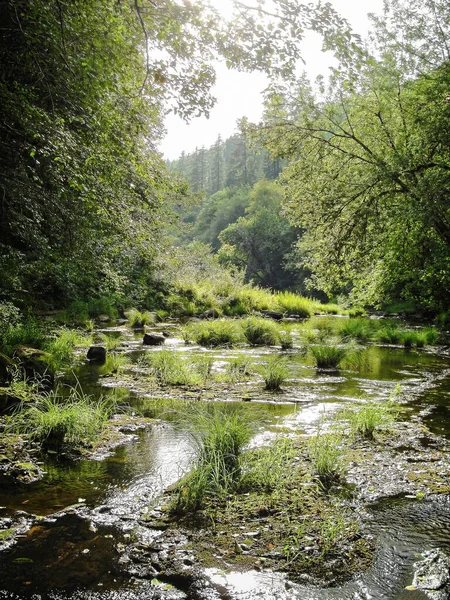 Bewolkte Zomerdag Langs Smith River Siuslaw National Forest Oregon Kust — Stockfoto