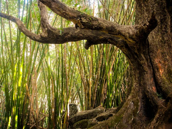 Kalalau Kauai Bambu Arvoredo Imagens De Bancos De Imagens