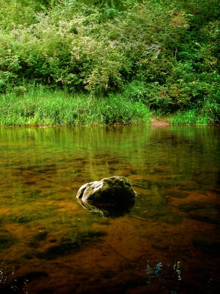 Reflexões Outono Uma Lagoa Lado Rio Willamette Fora Eugene Oregon Imagens De Bancos De Imagens Sem Royalties