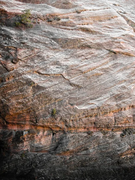 Senhösten Färger Och Texturer Zion Canyon Sydvästra Utah — Stockfoto
