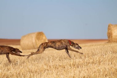 Mekanik tavşan yarışında İspanyol tazı kırsalda
