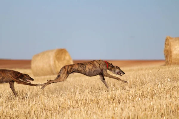 Galgo Español Carrera Liebre Mecánica Campo —  Fotos de Stock