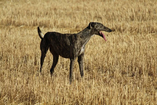 Mekanik tavşan yarışında İspanyol tazı kırsalda