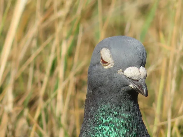 색깔의 사진을 아름다운 비둘기 — 스톡 사진