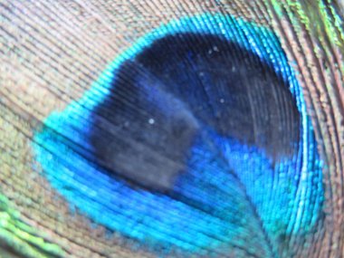 Renkli mavi tüylü güzel tavus kuşu tüyü
