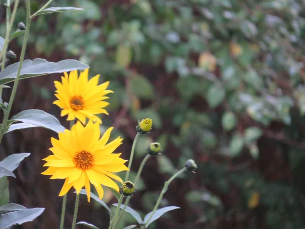 Krásné Přírodní Žluté Květy Zdobí Dobrou Vůní — Stock fotografie