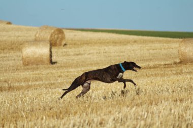 Mekanik tavşan yarışında İspanyol tazı kırsalda