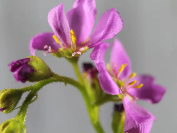 Цветочные Растения Плотоядные Маленький Фиолетовый Запах Цвета Красивой Редкости — стоковое фото