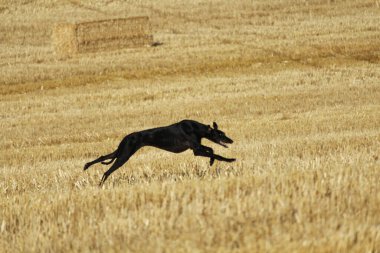 Mekanik tavşan yarışında İspanyol tazı kırsalda