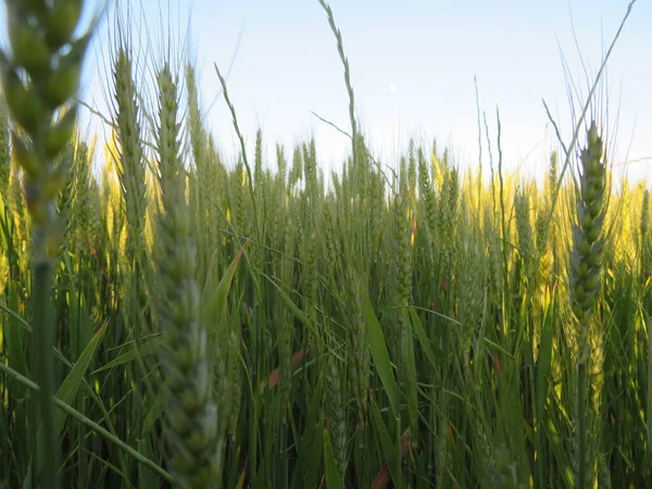 Зернове Поле Природні Зелені Шипи Красива Їжа — стокове фото