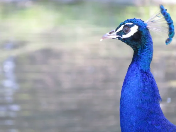 Beautiful Peacock Fantastic Bright Colors Long Feathers — Stock Photo, Image