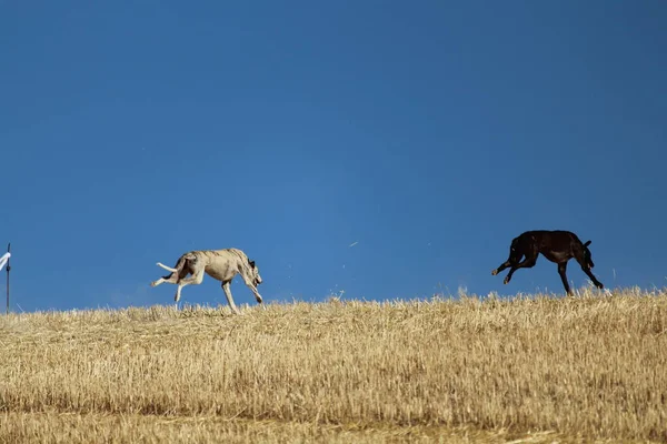 Mekanik tavşan yarışında İspanyol tazı kırsalda